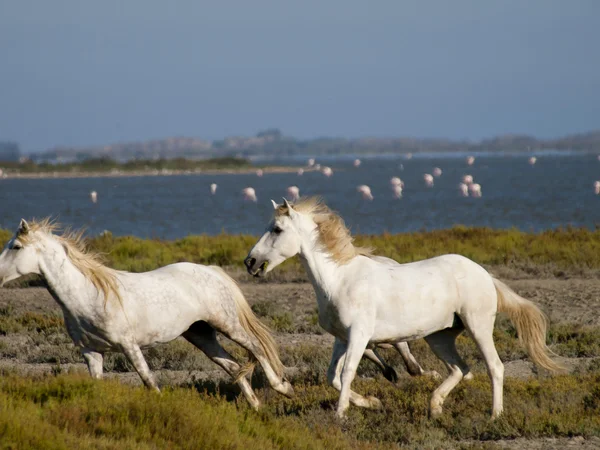 Galloping white horses with flamingos in France — Stock Photo, Image