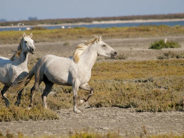 Galloping cavalli bianchi con fenicotteri in Francia Fotografia Stock