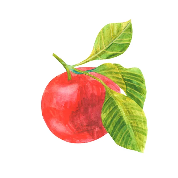 Akvarell Illustration Ett Rött Äpple Med Kvist Blad Isolerad Vit Royaltyfria Stockfoton