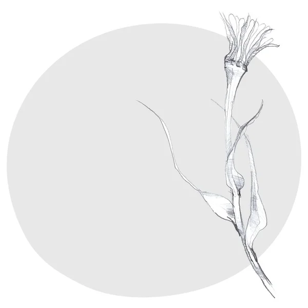 鉛筆の植物スケッチ 灰色の背景の花のイラスト テキストのための場所を持つ植物の図面 ロイヤリティフリーのストック画像