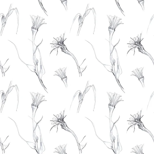 Esboço Botânico Lápis Padrão Sem Costura Flores Fundo Branco Isolado Imagens Royalty-Free
