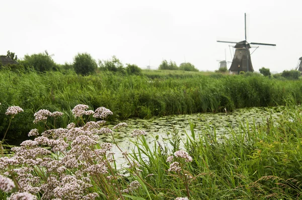 Windmolen in kinderdijk, Nederland — Stockfoto