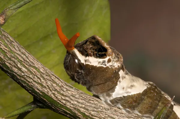 Orange Dog Caterpillar — Stock Photo, Image