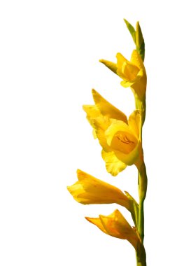 Sarı gladiolus beyaz bir arkaplanda izole edilir