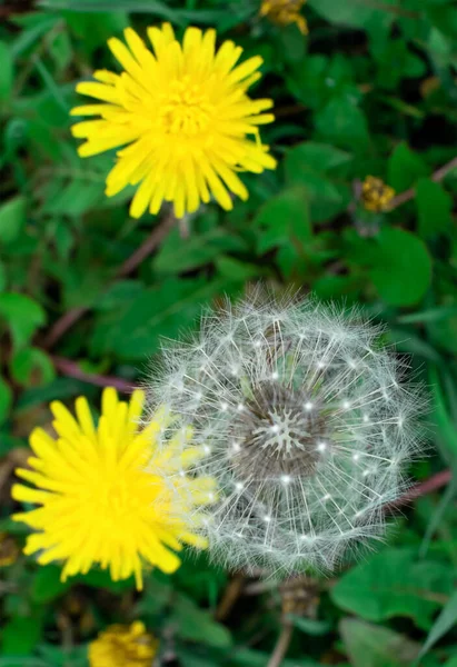 Dandelion Yellow Fluffy Seeds Natural Environment — стоковое фото