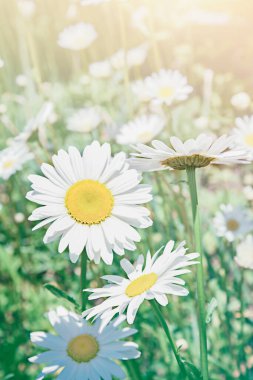 Sıcak bir yaz sabahı tarlada beyaz papatyalar. Kartpostal için renkli resim, yazdırma, kopyalama alanı