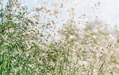 Soyut yaz bokeh arka planı. Şafakta çiğ taneleri düşer, gün ışığı. Seçici odak, bulanık fotoğraf