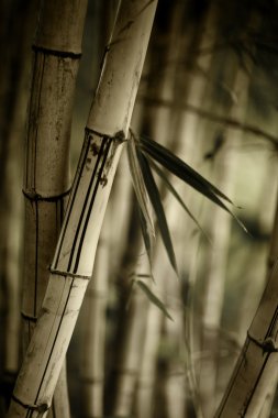 Bambu ormanı arka plan