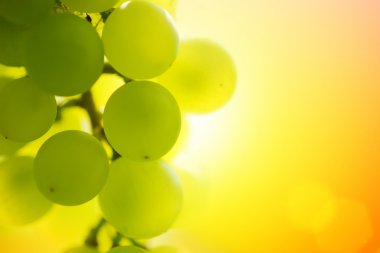 Grapes at sunset clipart