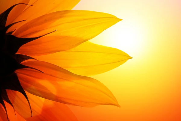 Girasole — Foto Stock