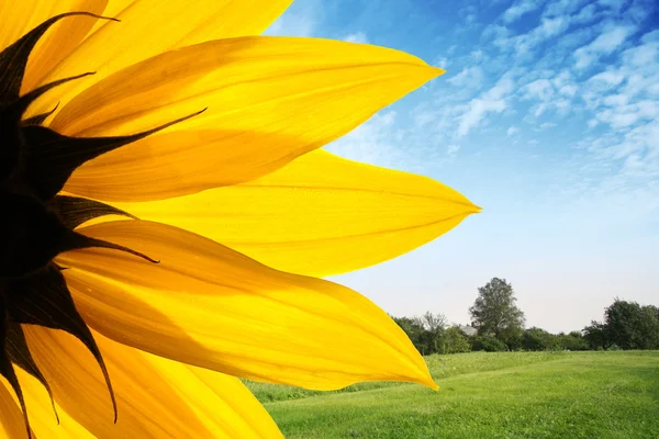Sunflower over countryside landscape — Stock Photo, Image