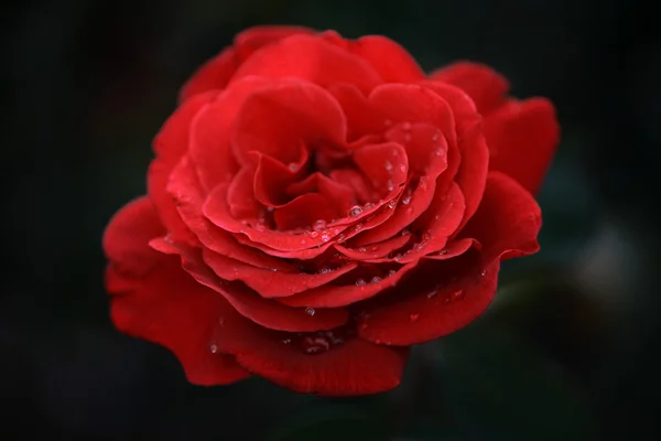 Rosa roja flor — Foto de Stock