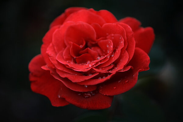 Beautiful red rose flower with water drops on petals. Macro, shallow DOF.