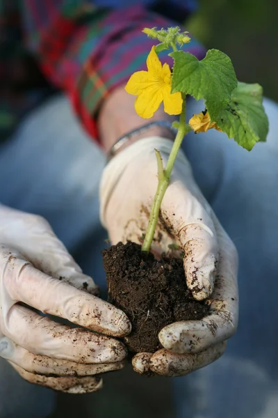 Hands planting plant — Stock Photo, Image