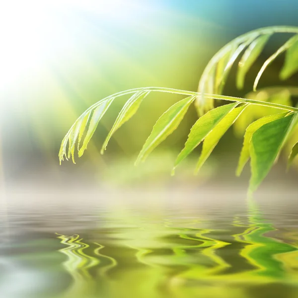 Gräs över vatten — Stockfoto