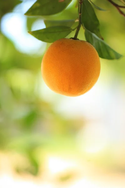 Fruta naranja madura en un árbol —  Fotos de Stock