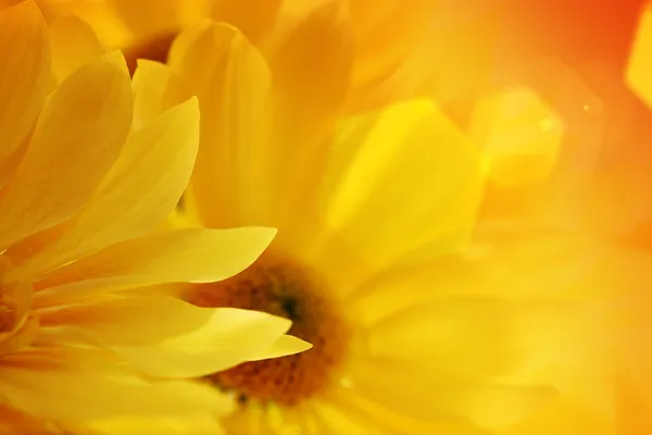 Sunflowers over sunset — Stock Photo, Image
