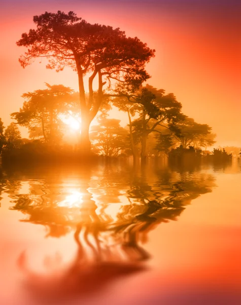 Beautiful trees at sunset — Stock Photo, Image