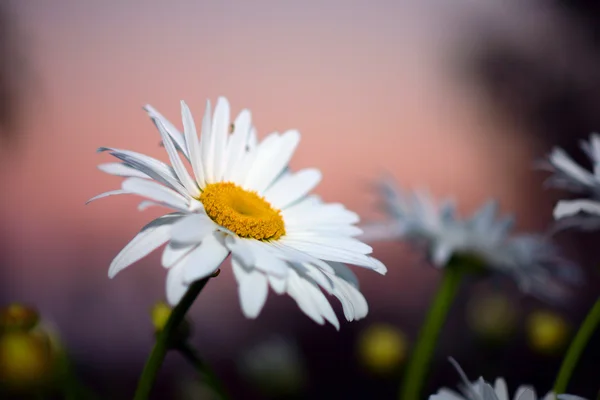 Красивый цветок ромашки — стоковое фото