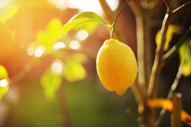 limon ağacı üzerinde