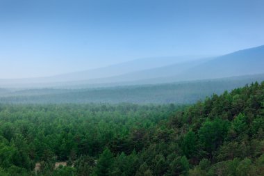Taiga forest landscape clipart