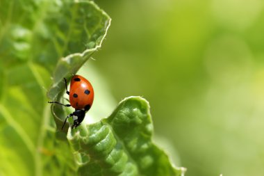 Yeşil yaprakta uğur böceği