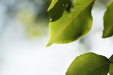 yeşil yaprakları ağacın üzerinde yakın çekim.