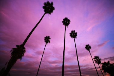 High palm trees over beautiful pink sunset sky clipart