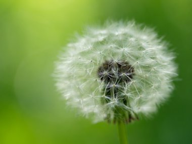 Karahindiba çiçeği