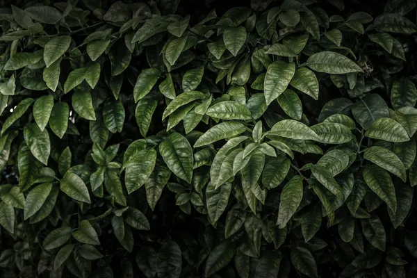 Dark leaves background — Stock Photo, Image