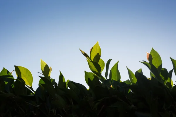 Feuilles de clôture florale sur le ciel bleu — Photo