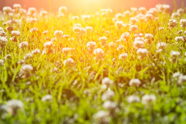 Clover flowers field — Stock Photo, Image
