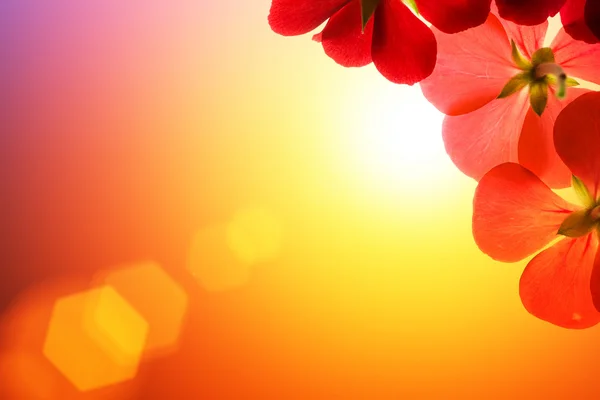 Red flowers over sunshine background — Stock Photo, Image