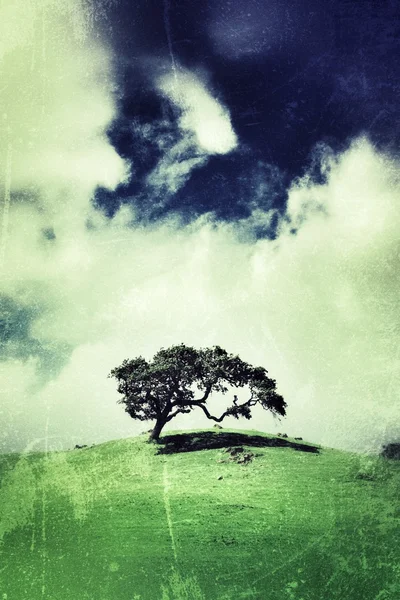 Lone tree — Stock Photo, Image