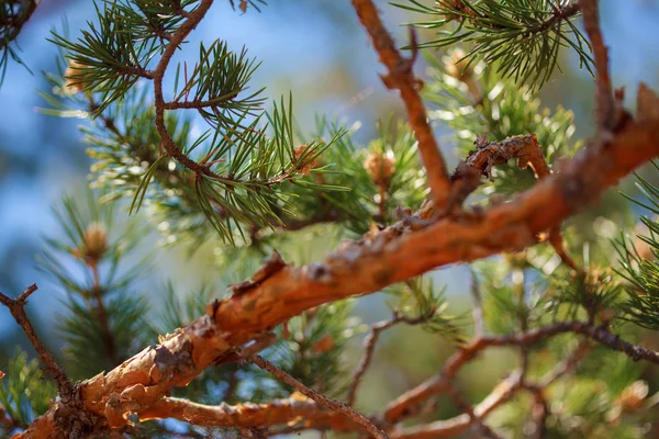 Pine tree detalj — Stockfoto