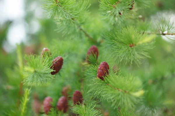 Cones de pinheiro — Fotografia de Stock