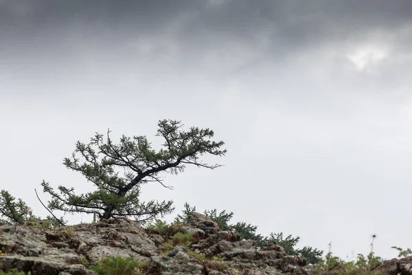 Pine tree on cliff — Stock Photo, Image