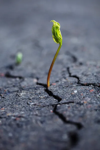 Growing plant — Stock Photo, Image