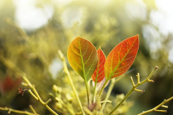 Fondo de hojas frescas en rama de árbol — Foto de Stock