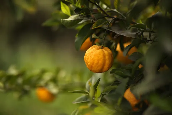 Buah jeruk di pohon — Stok Foto