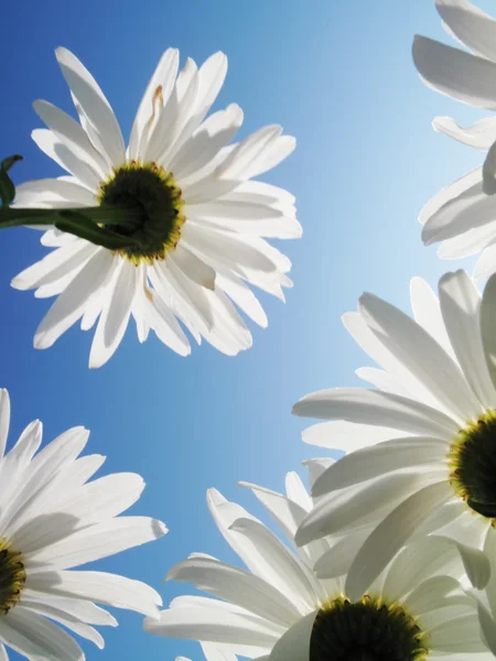 White daysies over blue sky — Stock Photo, Image