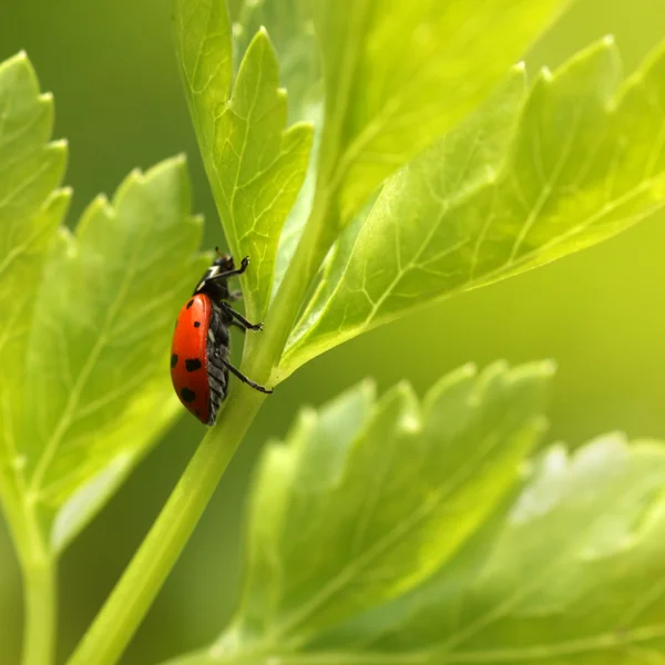 Ladybug on parsley grass. — Stock Photo, Image