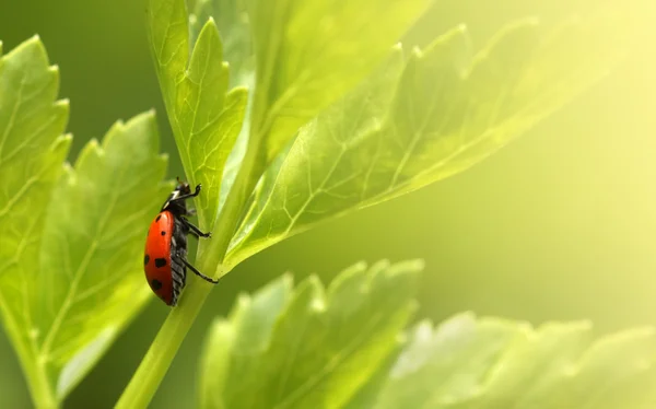 Ladybug on parsley grass. — Stock Photo, Image