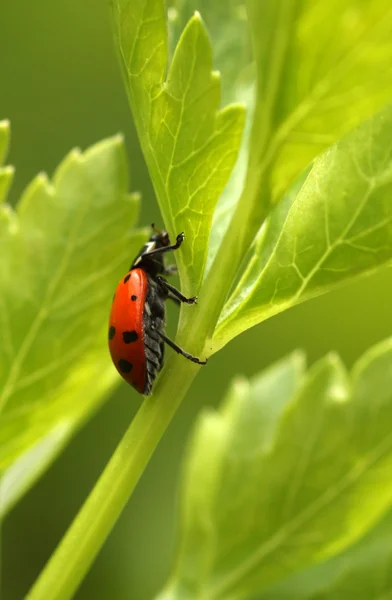 Ladybug on parsley grass. — Stock Photo, Image