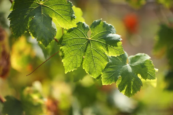 Liście winogron — Zdjęcie stockowe