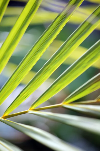 Padrão de folhas de palma — Fotografia de Stock