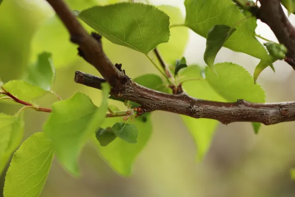 Gröna blad på trädgren — Stockfoto