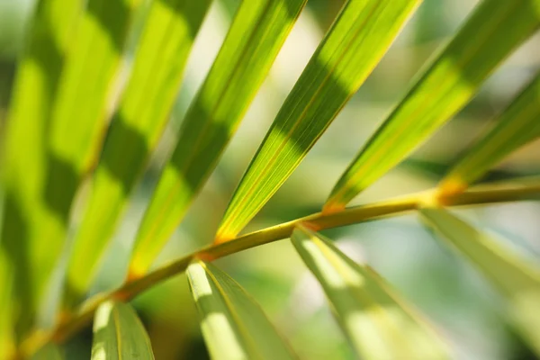 Palm bladeren patroon — Stockfoto