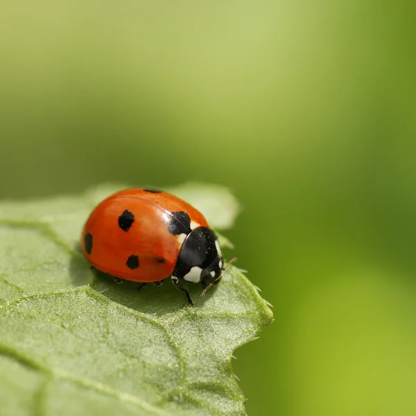 Ladybug on green leaf — Stock Photo, Image