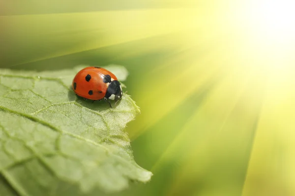 Ladybug on green leaf — Stock Photo, Image